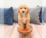 Small #1 Miniature Labradoodle
