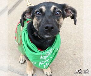 Jack Chi Dogs for adoption in Washington, DC, USA