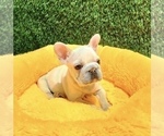Small Photo #9 French Bulldog Puppy For Sale in DALLAS, TX, USA