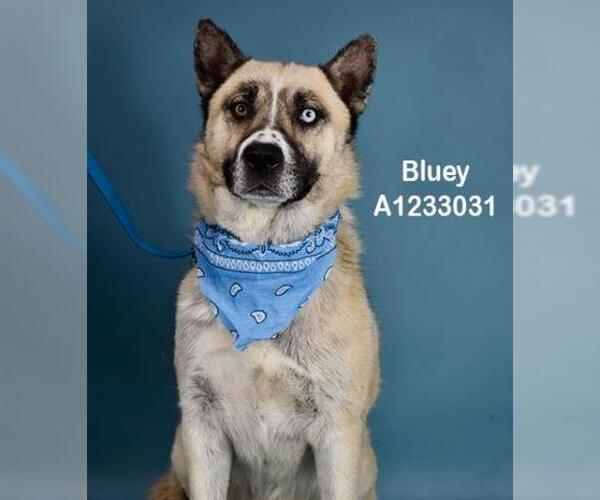 Medium Photo #1 Siberian Husky Puppy For Sale in Bakersfield, CA, USA