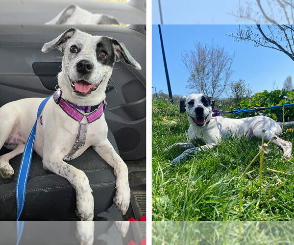 Medium Photo #6 Mutt Puppy For Sale in Weaverville, NC, USA