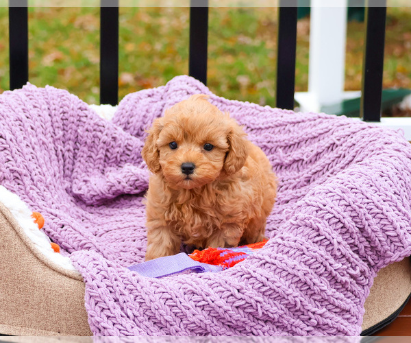 Medium Photo #3 Cavapoo (Miniature) Puppy For Sale in SYRACUSE, IN, USA