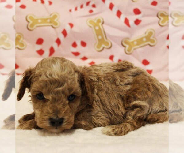 Medium Photo #4 Poodle (Toy) Puppy For Sale in COATESVILLE, PA, USA