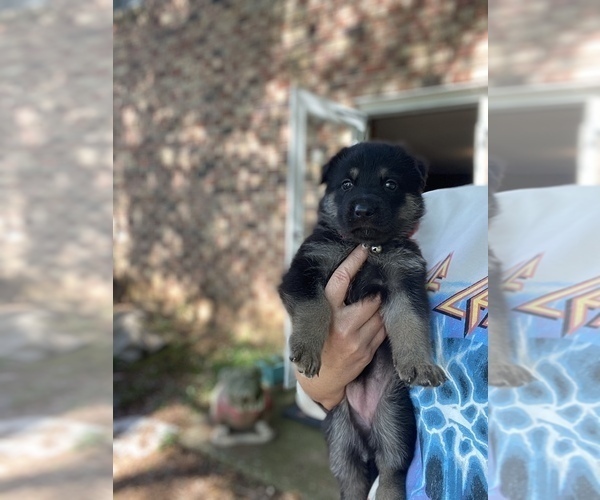 Medium Photo #21 German Shepherd Dog Puppy For Sale in CARROLLTON, GA, USA