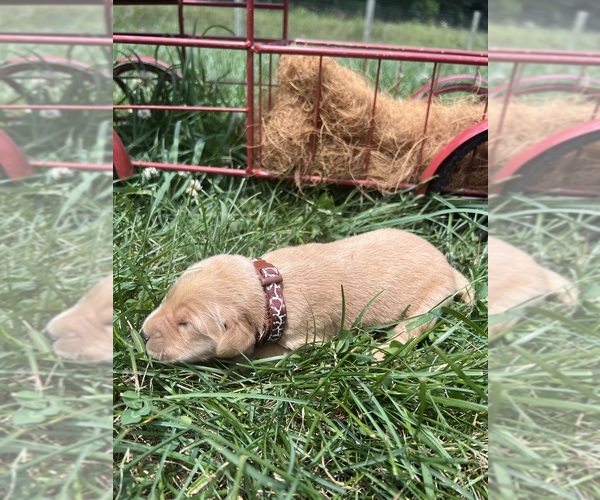Medium Photo #8 Golden Retriever Puppy For Sale in NEOLA, WV, USA