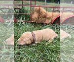 Small #7 Golden Retriever