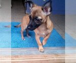 Small Photo #15 Chihuahua-Unknown Mix Puppy For Sale in Apple Valley, CA, USA