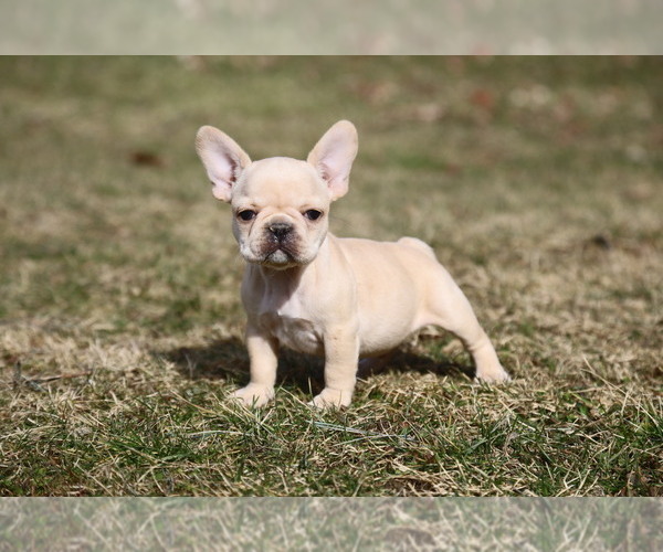 Medium Photo #3 French Bulldog Puppy For Sale in MEDINA, OH, USA