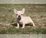 Small Photo #3 French Bulldog Puppy For Sale in MEDINA, OH, USA