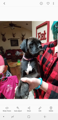 Boxer Puppy for sale in STAR CITY, AR, USA