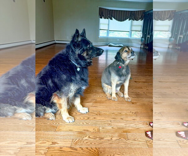Medium Photo #3 German Shepherd Dog Puppy For Sale in Millburn, NJ, USA