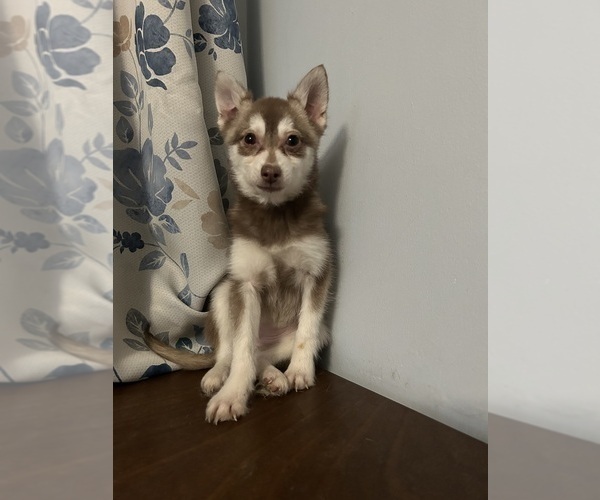 Medium Photo #42 Alaskan Klee Kai Puppy For Sale in DURHAM, CT, USA