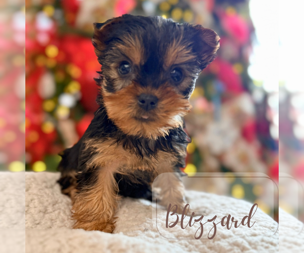Medium Photo #3 Yorkshire Terrier Puppy For Sale in ADDISON, IL, USA