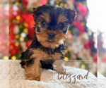 Small #2 Yorkshire Terrier