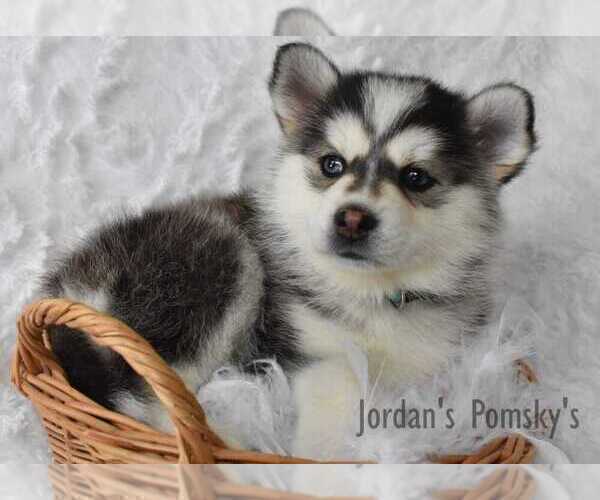 Medium Photo #6 Pomsky Puppy For Sale in SALEM, OH, USA