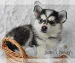 Small Photo #6 Pomsky Puppy For Sale in SALEM, OH, USA