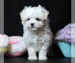 Small #3 Maltese