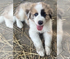 Australian Shepherd-Great Pyrenees Mix Puppy for Sale in LUCAMA, North Carolina USA