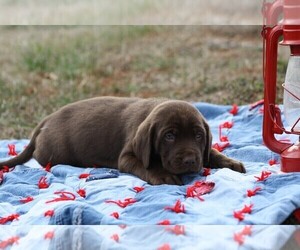 Labrador Retriever Puppy for sale in RUTHERFORDTON, NC, USA