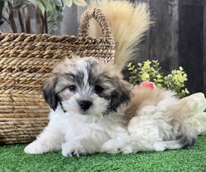 La-Chon Puppy for sale in CANOGA, NY, USA
