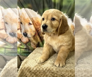 Medium Golden Retriever