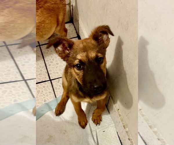 Medium Photo #1 Holland Shepherd Puppy For Sale in San Diego, CA, USA