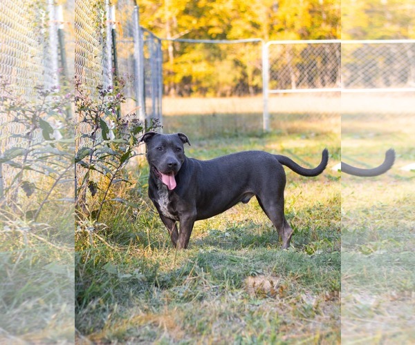Medium Photo #8 American Staffordshire Terrier-Unknown Mix Puppy For Sale in Calhoun, GA, USA
