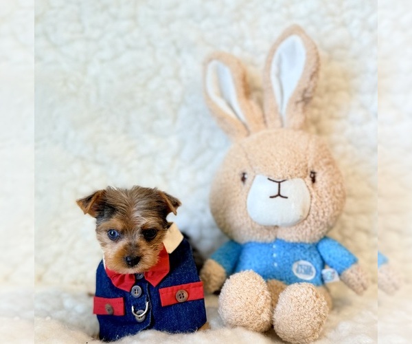Medium Photo #4 Yorkshire Terrier Puppy For Sale in REDLANDS, CA, USA