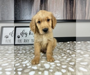 Golden Retriever Puppy for sale in INDIANAPOLIS, IN, USA