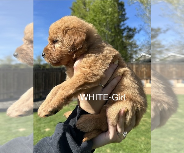 Medium Photo #22 Australian Labradoodle Puppy For Sale in STAR, ID, USA