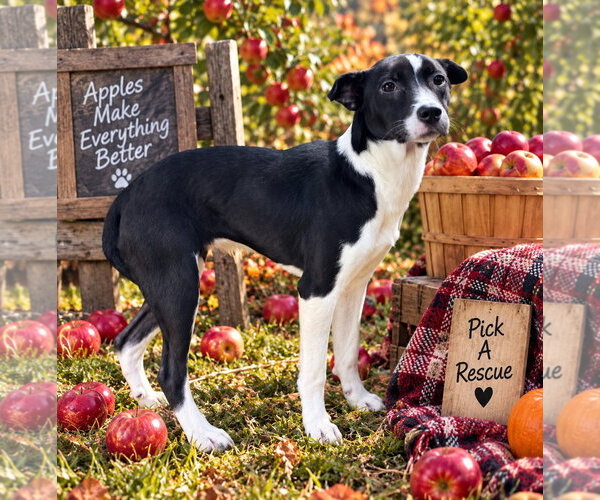 Medium Photo #1 Beagle-Border Collie Mix Puppy For Sale in Southbury, CT, USA