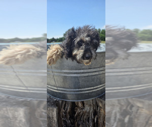 Miniature American Shepherd-Poodle (Toy) Mix Puppy for Sale in JONES, Oklahoma USA