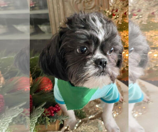 Medium Photo #4 Mutt Puppy For Sale in Ridgefield, CT, USA