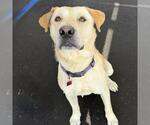 Small #14 Labrador Retriever Mix