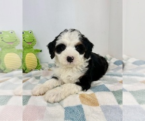 Miniature Bernedoodle Puppy for sale in FRANKLIN, IN, USA