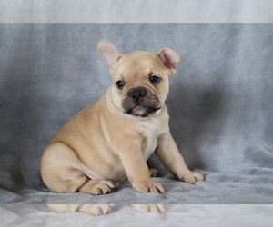 French Bulldog Puppy for sale in SHILOH, OH, USA