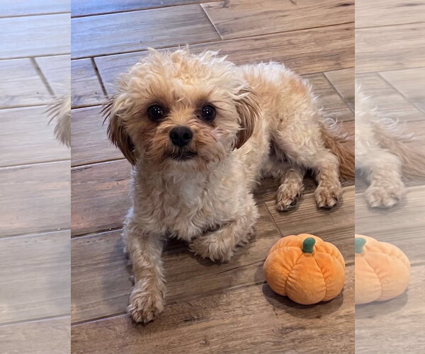 Medium Photo #2 Poodle (Miniature)-Unknown Mix Puppy For Sale in Genesee, WI, USA