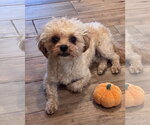 Small Photo #2 Poodle (Miniature)-Unknown Mix Puppy For Sale in Genesee, WI, USA