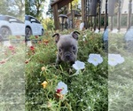 Small #5 Faux Frenchbo Bulldog