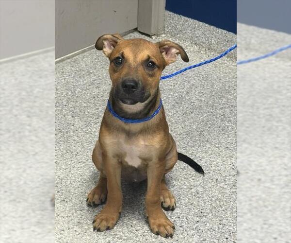 Medium Photo #1 Black Mouth Cur-Unknown Mix Puppy For Sale in Pasadena, TX, USA