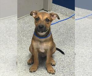 Black Mouth Cur-Unknown Mix Dogs for adoption in Pasadena, TX, USA