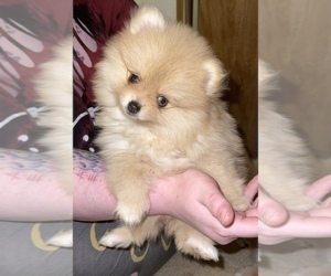 Pomeranian Puppy for Sale in ATWATER, California USA