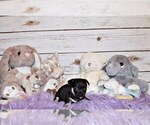 Small Photo #45 Chihuahua Puppy For Sale in CHARLESTON, AR, USA