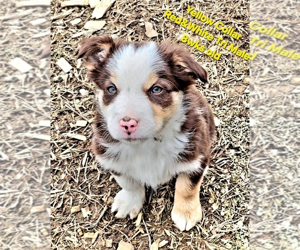 Medium Photo #4 Border Collie Puppy For Sale in BYBEE, TN, USA