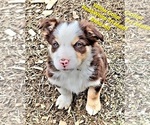 Small #3 Border Collie