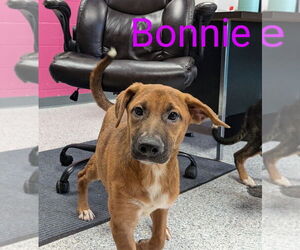 Mutt Dogs for adoption in Livingston , LA, USA