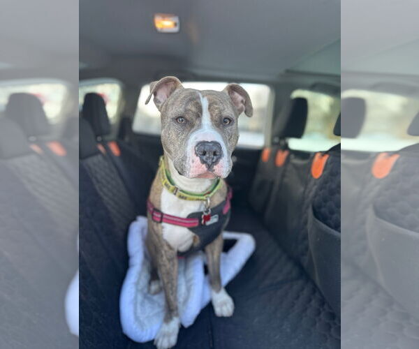 Medium Photo #2 American Pit Bull Terrier Puppy For Sale in Alexandria, VA, USA