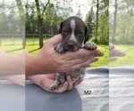 Small Photo #3 German Shorthaired Pointer Puppy For Sale in ARGONNE, WI, USA