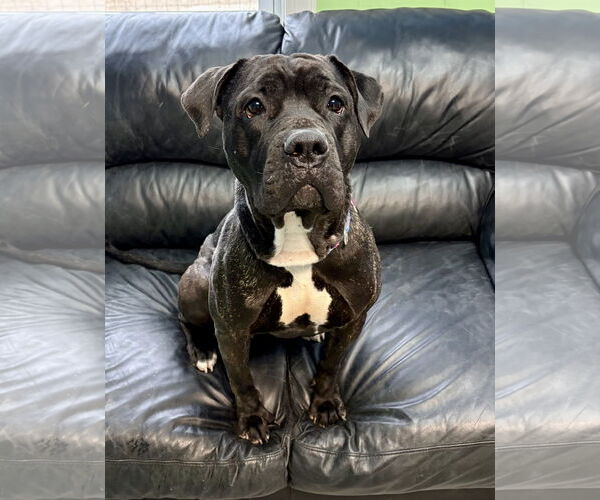 Medium Photo #1 Mutt Puppy For Sale in Spring Lake, NJ, USA