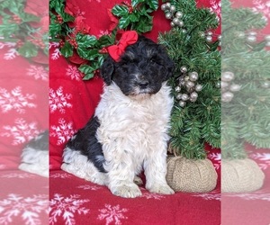 Medium Bernedoodle-Poodle (Standard) Mix